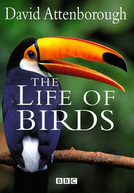 BBC - A Vida dos Pássaros