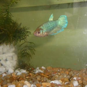 Foto de perfil de LYN LED