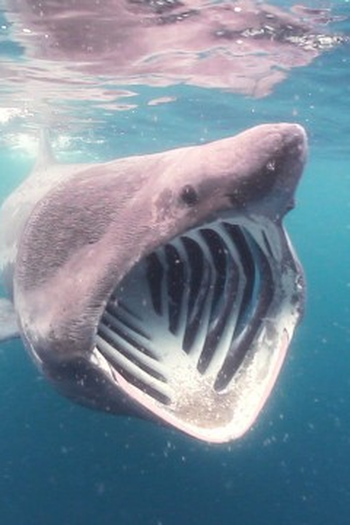 Poster de Episódio Raging Waters (2020)