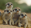 Raising a Family