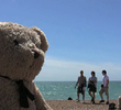 Misery Bear at the Seaside