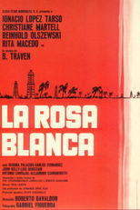 Rosa Blanca (Rosa Blanca)