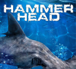 The BBC: Natural World - Hammerhead