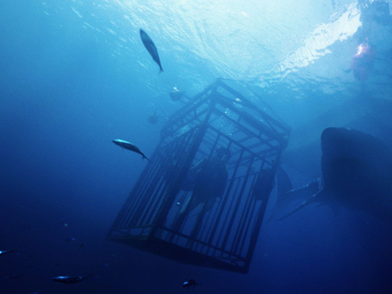 Foto 1 de Medo Profundo