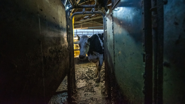“Cow” atinge o esplendor ao acompanhar o dia a dia de uma vaca leiteira