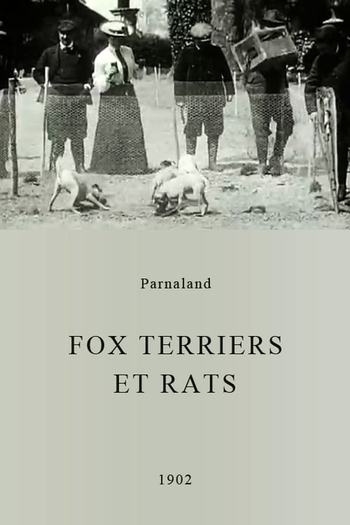 Poster de Curta Fox terriers et rats (1902)