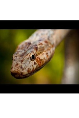 Rarity to Recovery: The Story of the Antiguan Racer Snake (Rarity to Recovery: The Story of the Antiguan Racer Snake)