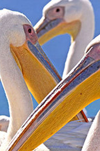 Poster de Episódio Birds (2009)