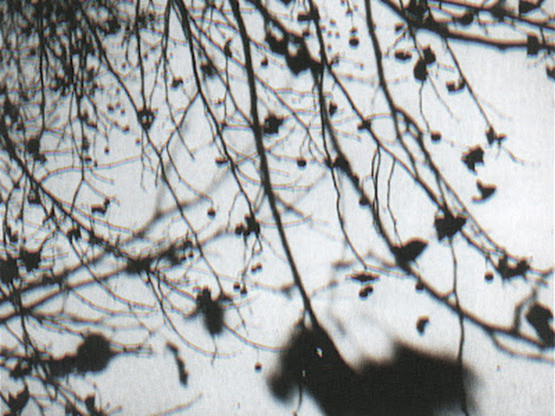 Foto 1 de Autumn Fire