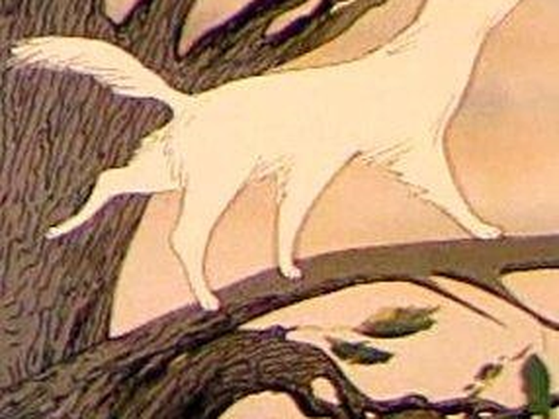 Foto 5 de A Árvore e a Gata