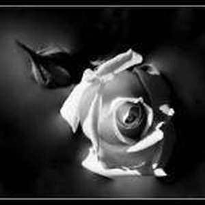 Foto de perfil de Veronica