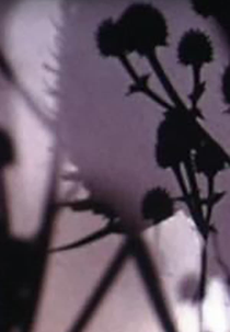 The Lights & Perfections (Jefre Cantu Ledesma: The Lights & Perfections)