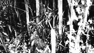 Trailer: Cactus River (Khong Lang Nam)