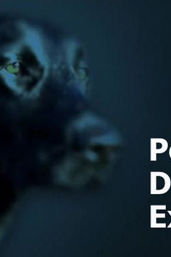 Poster de Filme Segredos do Pedigree (None)