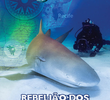 Discovery Channel - Rebelião de Tubarões