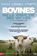 Bovinos ou a Verdadeira Vida das Vacas (Bovines: A Cows Life)