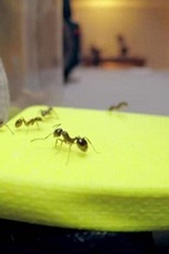 Poster de Episódio Bug Special (2019)