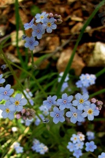 Canção Sobre Uma Flor (Sapovnela)