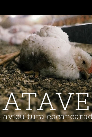 Poster 1 de Curta Atave: A Avicultura Escancarada (2009)