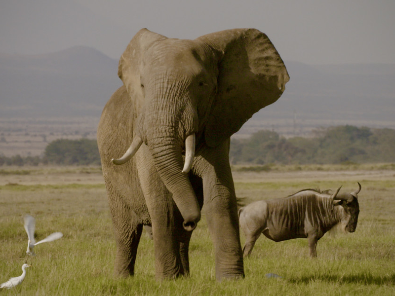 Foto 1 de O Extermínio do Marfim