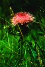 Variant chants (Variant chants)