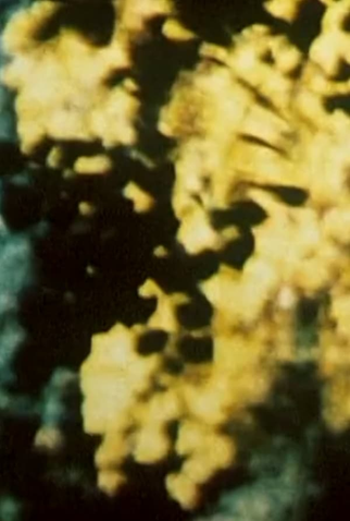 Poster 1 de Curta Broken Blossoms (1992)