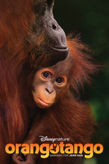 Orangotango (Orangutan)