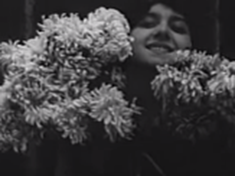 Foto 2 de Crisântemos