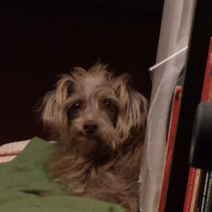 Foto de perfil de Zigfrida