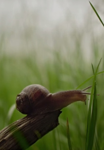 Sigur Rós: Ekki múkk (Sigur Rós: Ekki múkk)