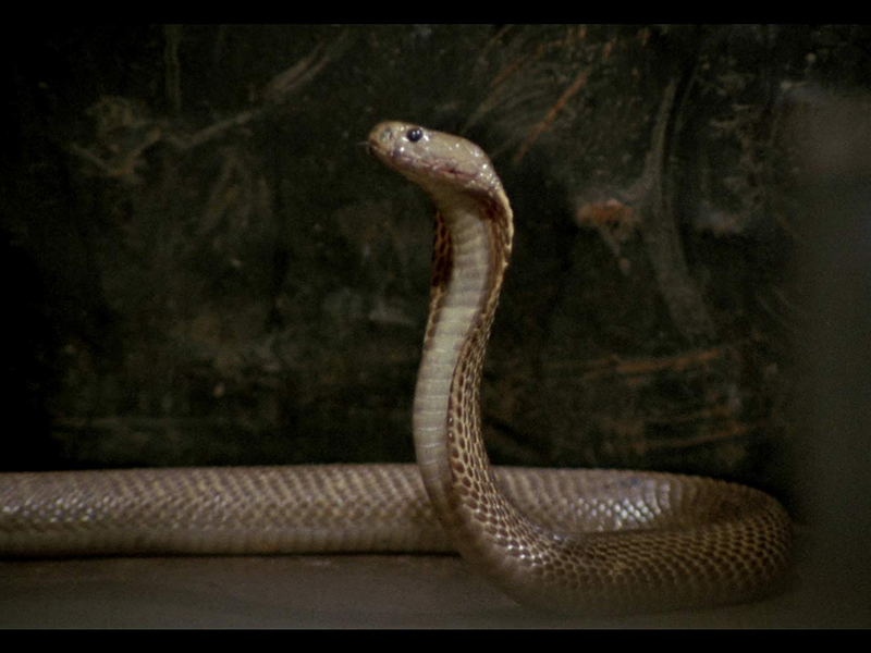 Foto 7 de Der Commander