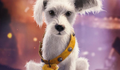 Comercial de Supergirl no Puppy Bowl apresenta versão filhote de Krypto