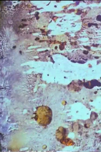 Poster de Curta A Bela e a Fera (1908)