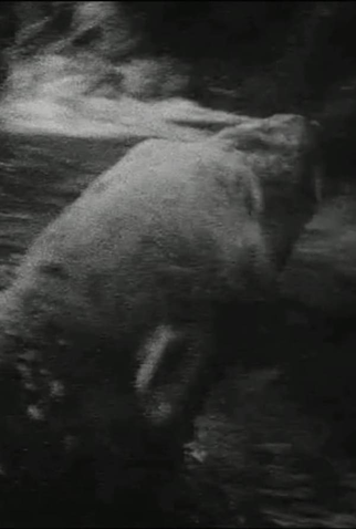 Poster 1 de Curta Polar Bear (1993)