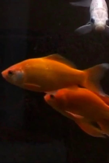 Poster de Curta Eaux profondes (2012)