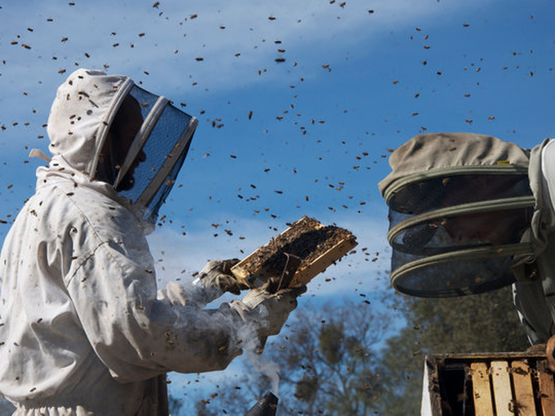 Foto 3 de Mais que Mel