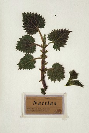 Poster de Curta Nettles (2018)