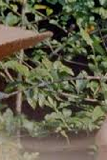 Poster de Filme O Enigma de S. (2026)