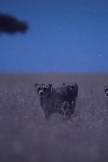 Poster de Episódio Moonlit Plains (2020)