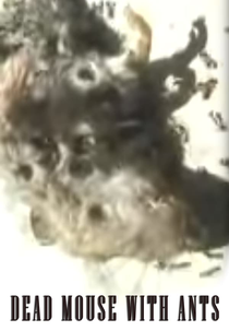 Dead Mouse with Ants (Dead Mouse with Ants)