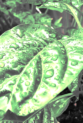 Poster 1 de Curta SCISSORS (2020)