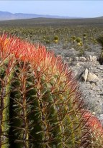 Huicholes (Huicholes - The Last Peyote Guardians)
