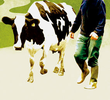 O Homem da Vaca