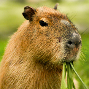 Foto de perfil de Lucas Reis