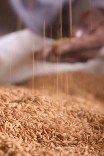Poster de Episódio The Rice Kingdom (2021)