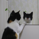 Foto de perfil de luma