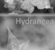 Hydrangea