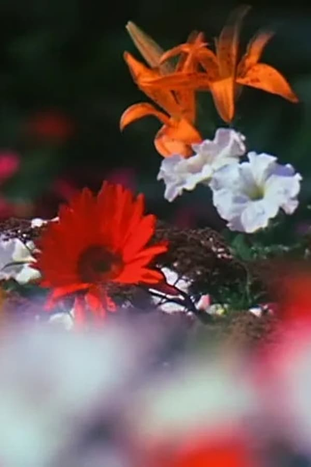 Poster de Curta Fleurs (1979)