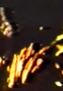 Loud Visual Noises  (Loud Visual Noises )