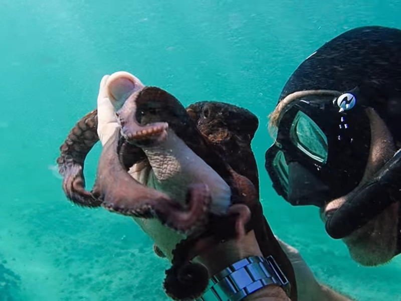 Foto 4 de Professor Polvo